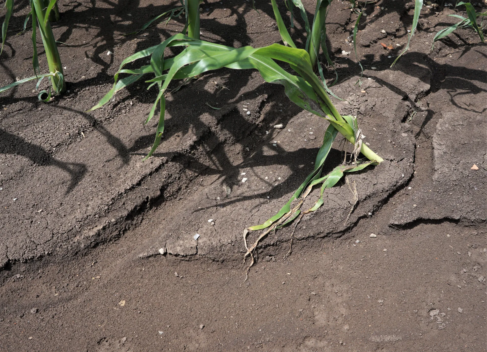 Zwischen jungen Maispflanzen auf einer Ackerfläche hat der Starkregen flache Rinnen im Boden ausgespült.