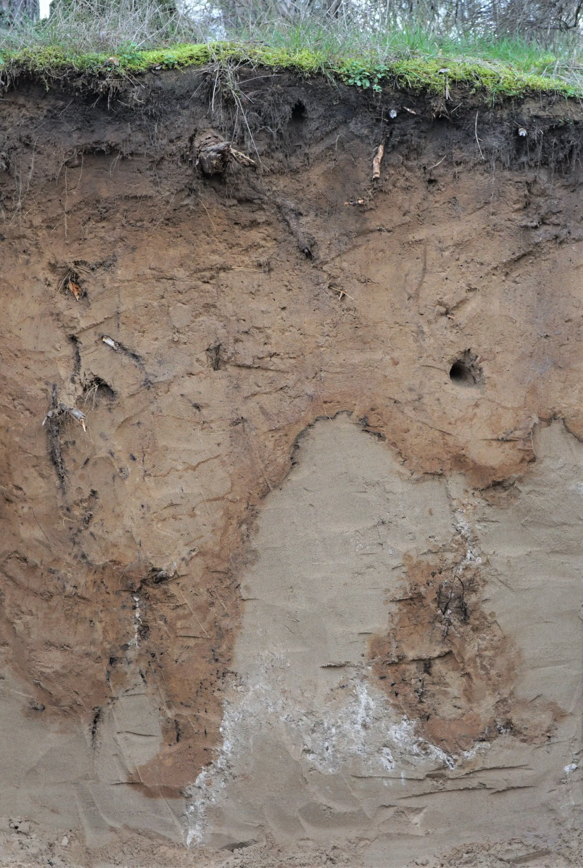 Profilwand eines Sandbodens. Unter dunklem Humus folgt hellbrauner Sand, der mit girlandenförmiger Grenze scharf vom unterlagernden hellen Sand abgegrenzt ist.