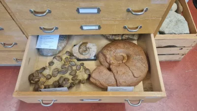 Sammlungsschublade der paläontologischen Makrosammlung mit Ammoniten und Brachiopoden