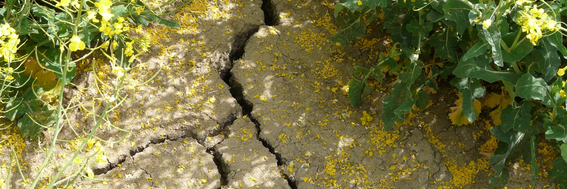 Trockener hellbrauner Boden mit tiefen Rissen, Hintergrund Rapspflanzen