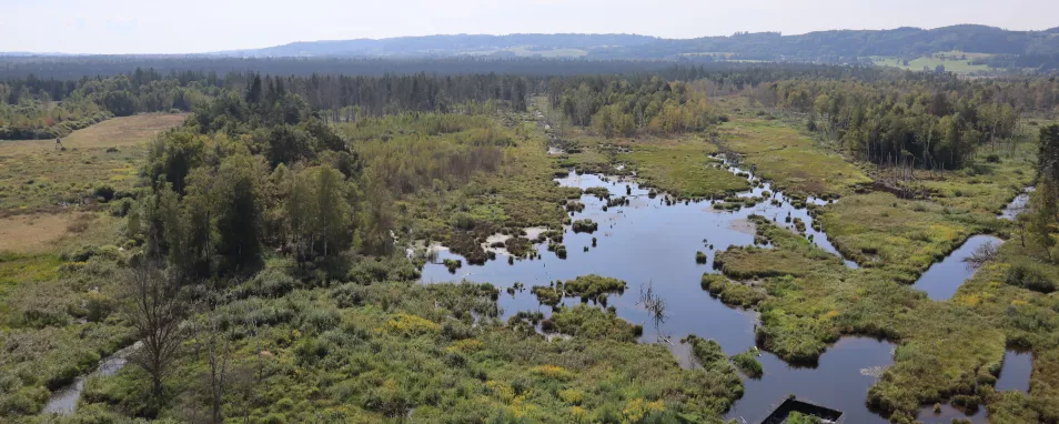 Blick von erhöhtem Standort auf eine Moorlandschaft. Rechts der Bildmitte hat sich eine größere Wasserfläche gebildet. Darum herum gibt es Gräben, schmale Bäche, Wege und zum Hintergrund hin ausgedehnte Waldflächen.