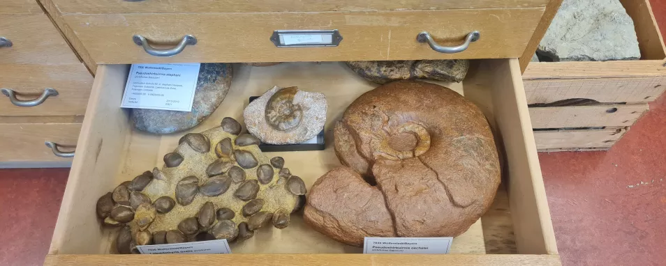 Sammlungsschublade der paläontologischen Makrosammlung mit Ammoniten und Brachiopoden